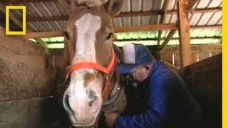 Horse Logging  National Geographic [upl. by Dorine]