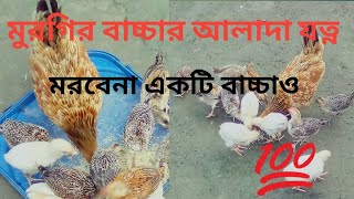 murgir baccha palon মুরগির বাচ্চা পালনের নিয়ম [upl. by Florella288]