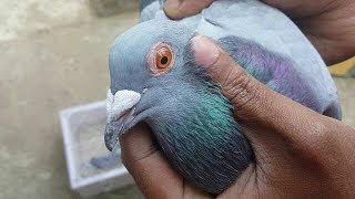 How To Train New Pigeon To Come Back Home  Pigeon Training 2km  2nd Time in 17 minutes [upl. by Anitnegra699]