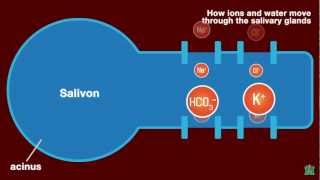 How Ions and Water Move through the Salivary Gland [upl. by Ultan]