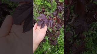 Roselle or Cranberry Hibiscus Which is Better for Tea flowers teagarden gardening plants [upl. by Mialliw]