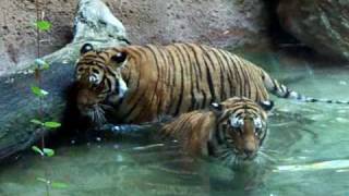 Tigers playing in water  SAN DIEGO ZOO [upl. by Bradwell]