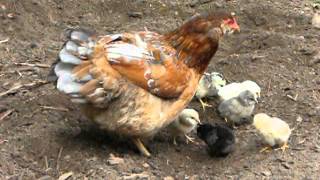 araucana hen with chicks [upl. by Odnanref]