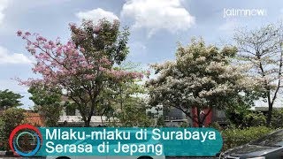 Mlakumlaku di Surabaya Serasa di Jepang [upl. by Nawat]