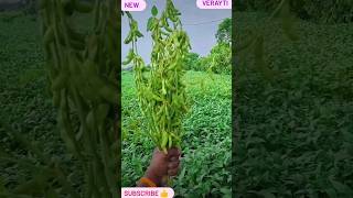 Soyabean ki new variety soyabean ki jankari aajkasoyabeanbhav soyabean [upl. by Yddur]