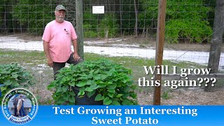 Test Growing a Japanese Sweet Potato for the first time [upl. by Nnyla]