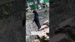 Zoo Says Standing Bear Is Not a Prank shorts [upl. by Badr]