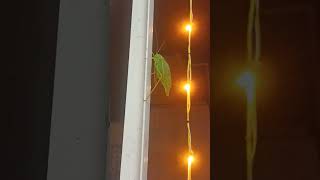 Grasshopper 🦗 looks lyk leaf 🍀😱gradshopperinsects viralvideotrendingvideo uniqueinsetsnew [upl. by Nabroc]