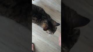 old man London cat reveals more of his funny little voice shorts [upl. by Nata]