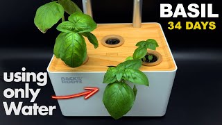 Growing BASIL In Hydroponic System No soil  Timelapse [upl. by Corrina]