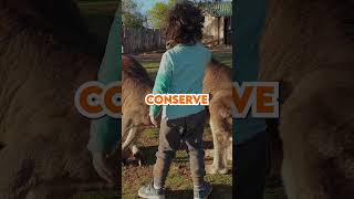 MindBlowing Kangaroo Facts in 60 Seconds 🦘 Shorts [upl. by Etirugram]