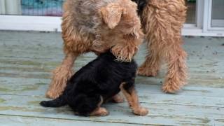 AIREDALE PUPPIES FIRST DAY OUTSIDE [upl. by Oulman]