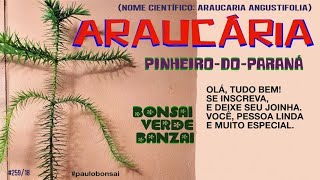 COMO É O PINHEIRO DO PARANÁ  ARAUCÁRIA Araucaria angustifolia [upl. by Lorant824]