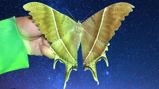 Huge Moths found Moth Trapping in Laos again  Insect Light Trap Laos Cambodia amp Laos Se1 [upl. by Agemo]