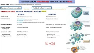 Patología  Injuria celular  Apoptosis vs Necrosis [upl. by Mailiw]