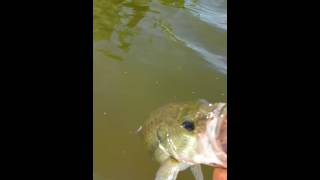 Bass fishing on Southlake in Farmersville TX 5122016 [upl. by Levenson990]