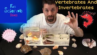 Animal groups  Vertebrates amp invertebrates [upl. by Leunamne]