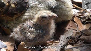 Inquisitive 9 day old NIGHTJAR Chick [upl. by Grimonia890]