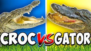 Crocodile vs Alligator vs Caiman vs Gharial [upl. by Aikel303]