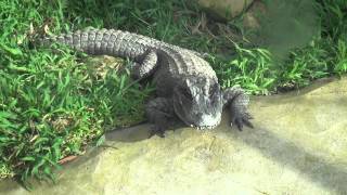 Chinese Alligator [upl. by Pittel]