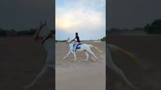 52 bar KaranAujlaOfficial song HorseloverSirsa [upl. by Mcfadden421]