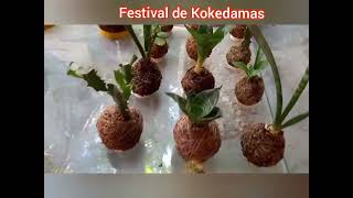 Festival de Kokedamas [upl. by Ordnagela]