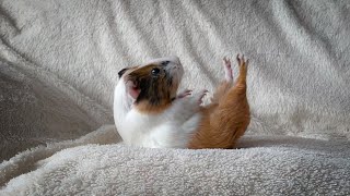 This is why my GUINEA PIG ROLLS ON THE FLOOR [upl. by Delores]