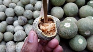 Bangladeshi street food Dhaka Bengali popular street food Dhaka Mirpur Tasty Masala Bel Wood Apple [upl. by Lenzi603]