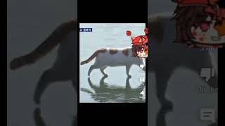 A cat walking on frozen Han river Meme remix [upl. by Cynara]