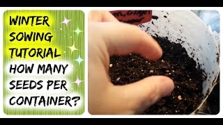 Winter Sowing Peppers Tutorial  How Many Pepper Seeds To Add to My Jugs Growing Pepper Seedlings [upl. by Rogovy]