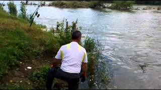 Pêche silure à la tripe en Garonne [upl. by Adyol]