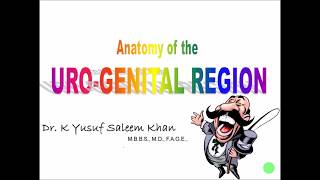 Anatomy of UroGenital Region  Revision within 10 minutes  Dr Yusuf [upl. by Jard620]