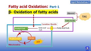 9 Beta oxidation of fatty acids  Lipid Metabolism9  Biochemistry  NJOY Biochemistry [upl. by Noiek565]