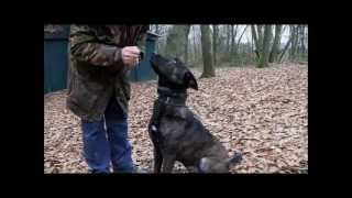 Dutch Shepherd Tygo KNPV training in Holland [upl. by Adlesirc537]