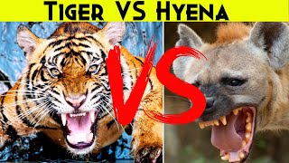 Tiger vs Hyena [upl. by Ajssatsan]