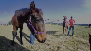 Caring for curious yearlings  360° [upl. by Metzger]