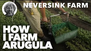 How I Farm Arugula  One of our Top Crops [upl. by Arria]