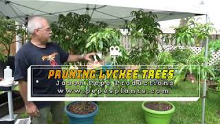 How to prune and dwarf container grown lychee fruit trees [upl. by Loredana]