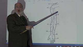 Anatomy of upper limb 62  Dermatomes amp myotomes   by Dr Wahdan [upl. by Milicent403]