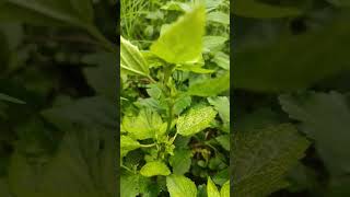 बला का पौधा Sida cordifolia Linn [upl. by Torray577]