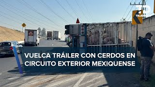 Se vuelca que transportaba cerditos en Edomex vecinos lograron rescatar a algunos [upl. by Georas]