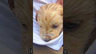 You stray puppy now has a home shortvideo rescue animals cute lovestory [upl. by Anitnamaid514]