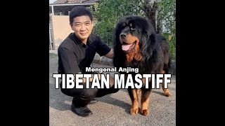 Mengenal Anjing Tibetan Mastiff Sifatnya Tipenya amp Perawatannya [upl. by Nabila521]