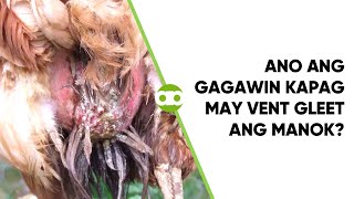 Ano ang Gagawin Kapag May Vent Gleet ang Manok [upl. by Harman378]