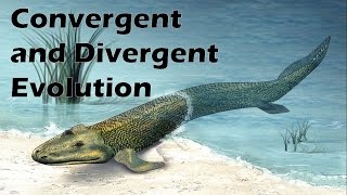 Convergent and Divergent Evolution by Natural Selection [upl. by Sayette]