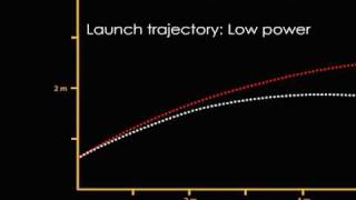 Quadrupedal Launch in Pterosaurs Animation [upl. by Acinemod]