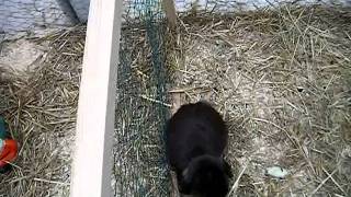 Salon Animal Expo 2011  Les RONGEURS  Lapins Chinchillas [upl. by Fredrika]