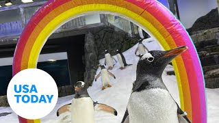 Sphen and Magic One half of Sydneys famous samesex penguin couple dies  USA TODAY [upl. by Liva]