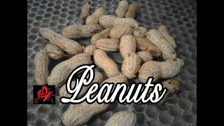 How To Grow Peanuts In Containers [upl. by Werbel663]