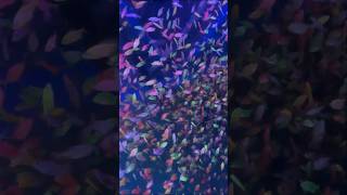 Aquarium fishes in skypark yercaud shorts yercaud fish aquarium skypark shortsvideo reels [upl. by Olihs]